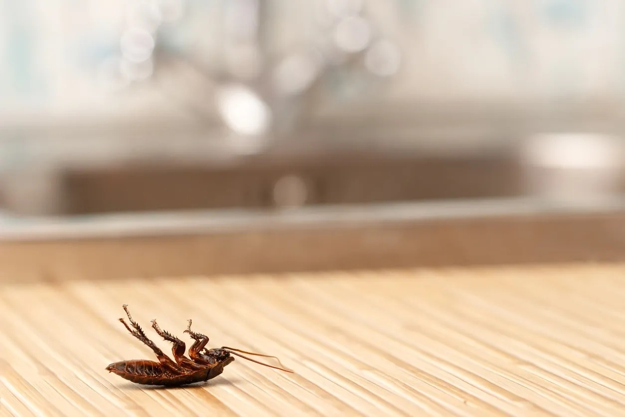 Understanding Pest Control Responsibilities in Rental Properties